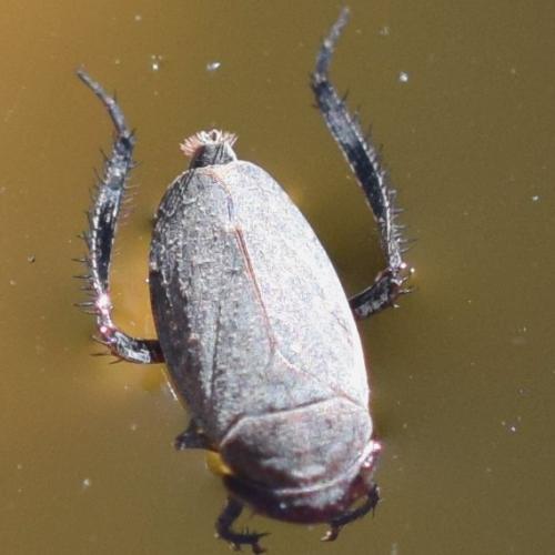 Réf. 310 877 : Deltocephalinae inconnu
